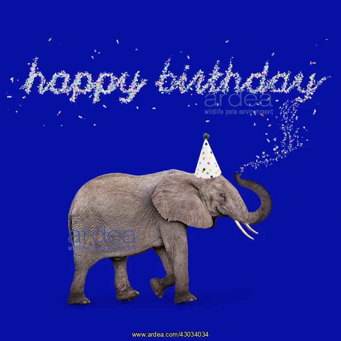  : African Elephant, wearing Birthday party hat
