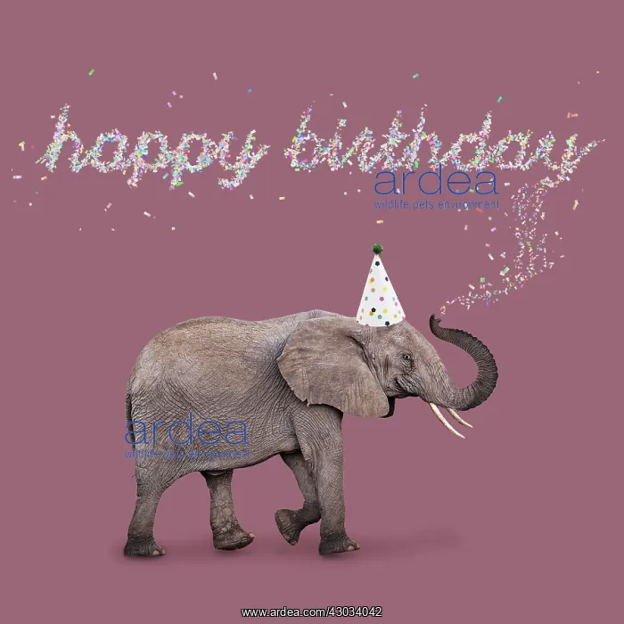  : African Elephant, wearing Birthday party hat