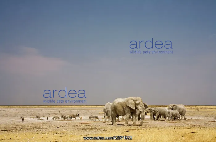 : African Elephant - wide angle view at a water hole : African Elephant - wide angle view at a water hole