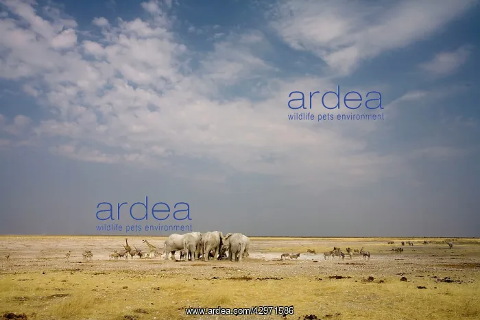 : African Elephant - wide angle view at a water hole : African Elephant - wide angle view at a water hole