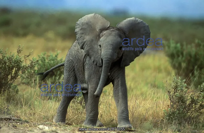 : African Elephant - Young : African Elephant - Young