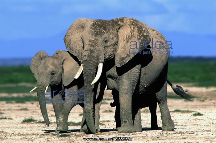  : African Elephant - With young