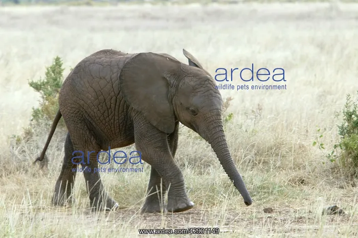  : African Elephant - young