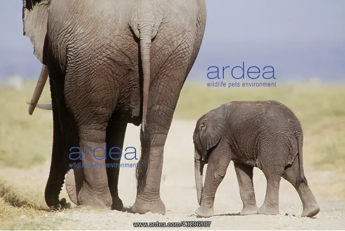  : AFRICAN ELEPHANT - WITH YOUNG