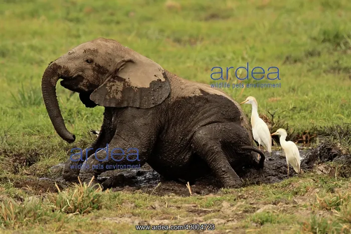 : African Elephant young bathing in mud : African Elephant young bathing in mud