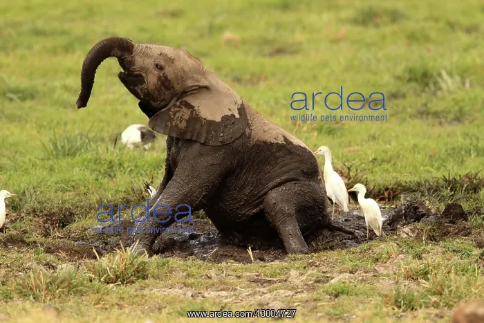 : African Elephant young bathing in mud : African Elephant young bathing in mud