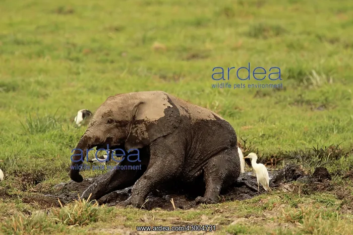 : African Elephant young bathing in mud : African Elephant young bathing in mud