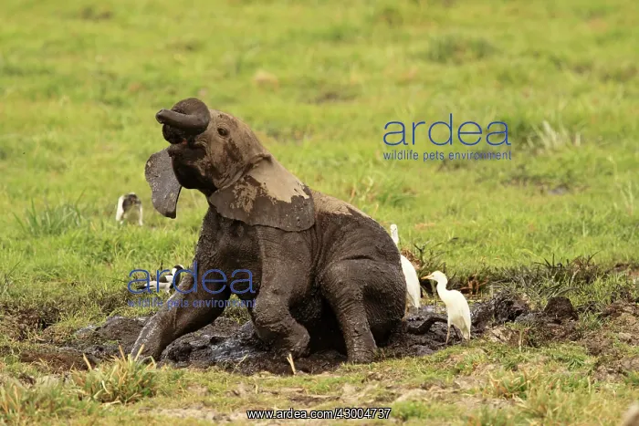 : African Elephant young bathing in mud : African Elephant young bathing in mud