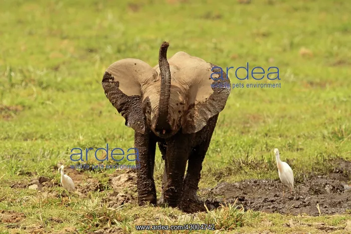 : African Elephant young bathing in mud : African Elephant young bathing in mud