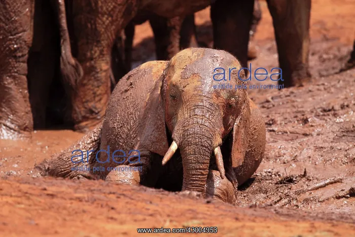 : African Elephant young one bathing in mud : African Elephant young one bathing in mud