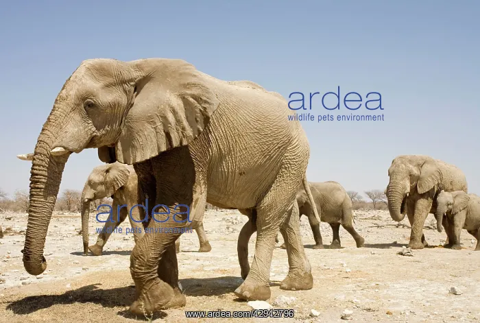 : African Elephant - Young bull in a family group : African Elephant - Young bull in a family group
