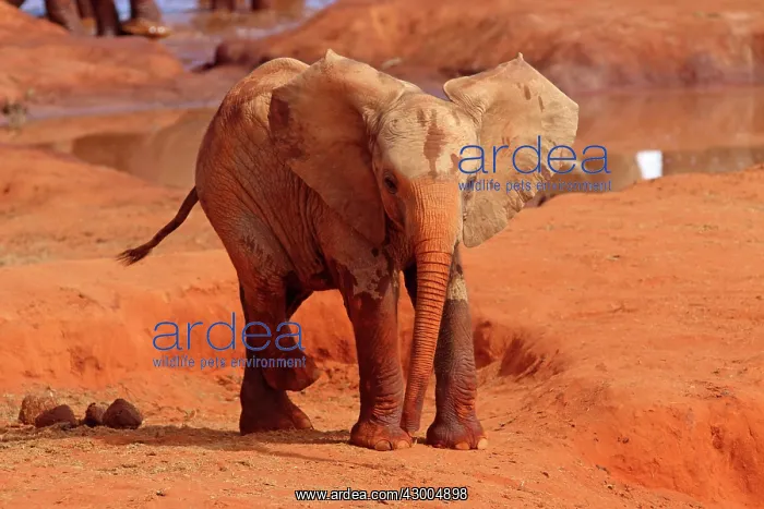  : African Elephant young one covered with dust
