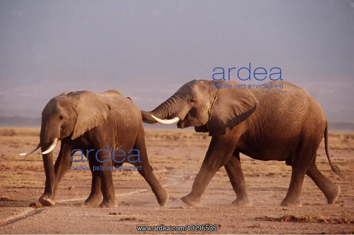  : AFRICAN ELEPHANT - two young males