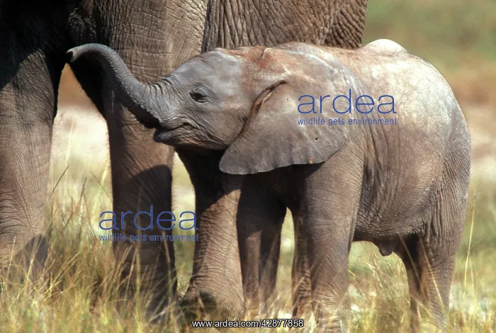 : African Elephant - young standing by adult : African Elephant - young standing by adult