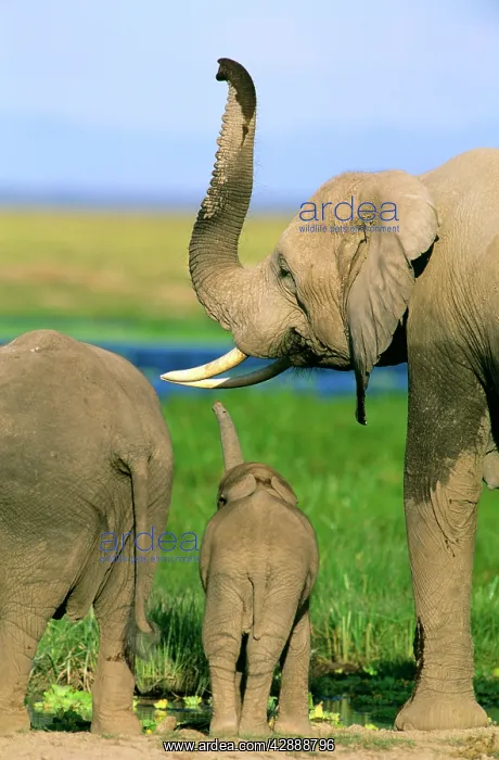  : African Elephant - with young - using trunk to detect scents