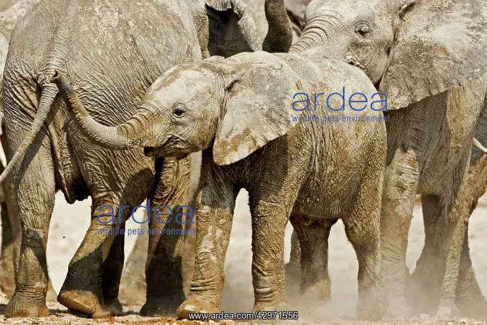 : African Elephant - youngster on the move in the : African Elephant - youngster on the move in the
