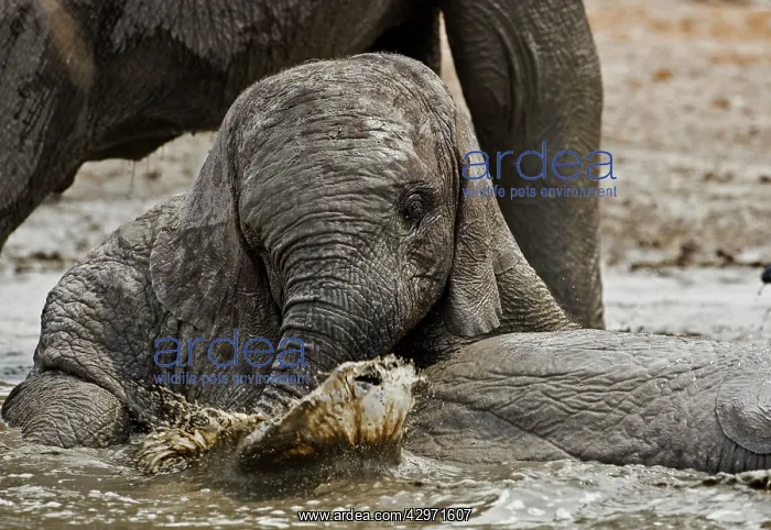 : African Elephant - youngster playing in water pool : African Elephant - youngster playing in water pool