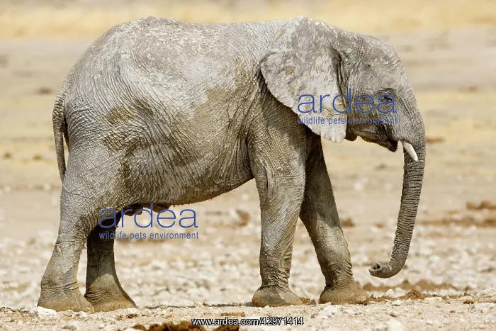 : African Elephant - youngster resting in the mid day sun : African Elephant - youngster resting in the mid day sun