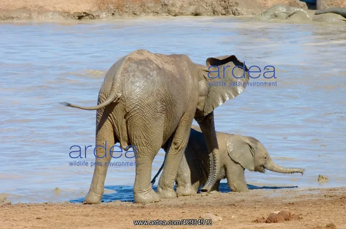 : African Elephant youngster supervising inquisitive : African Elephant youngster supervising inquisitive