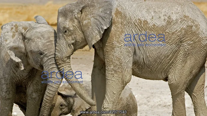 : African Elephant - two youngsters greeting each : African Elephant - two youngsters greeting each