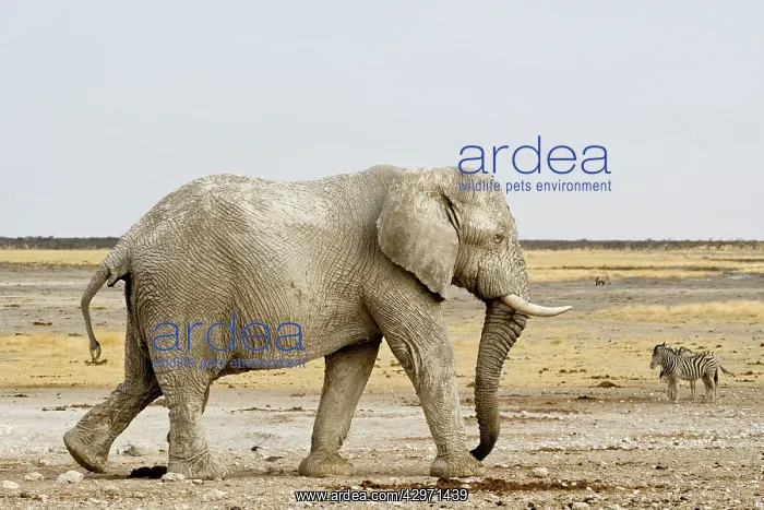 : African Elephant - with Zebras in the background : African Elephant - with Zebras in the background