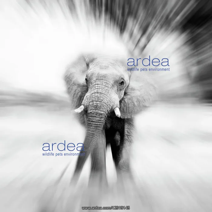 : African Elephant - Zoomburst effect : African Elephant - Zoomburst effect