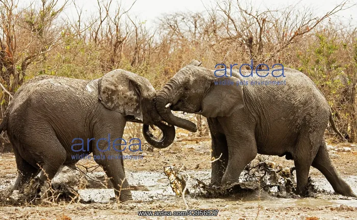 : African Elephants : African Elephants