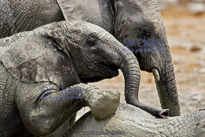 : African Elephants : African Elephants
