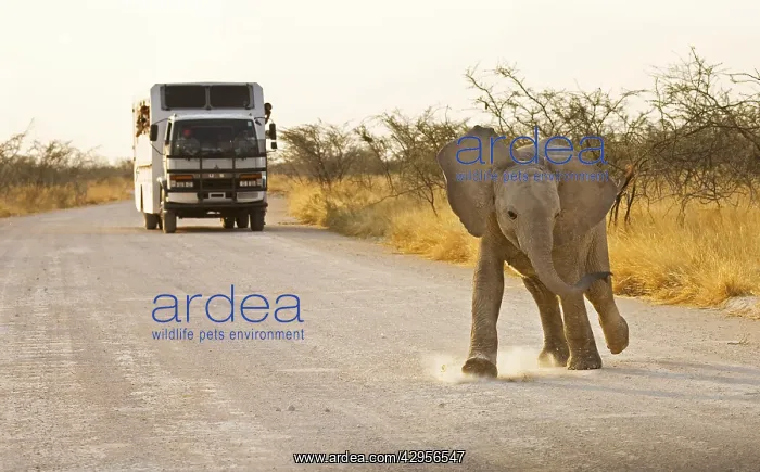 : African Elephants : African Elephants