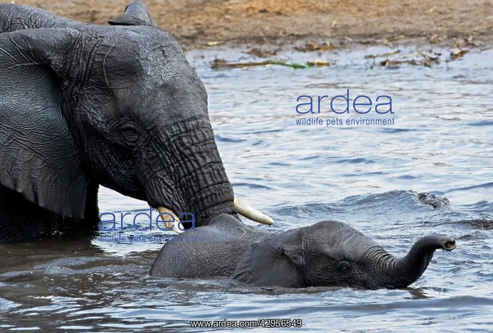: African Elephants : African Elephants