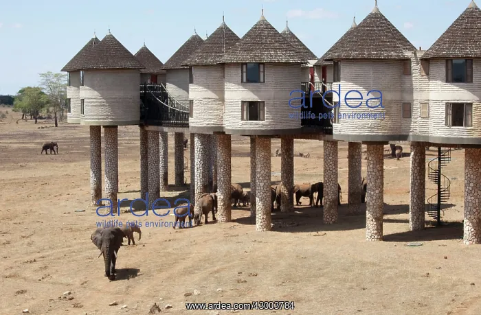 : African Elephants : African Elephants