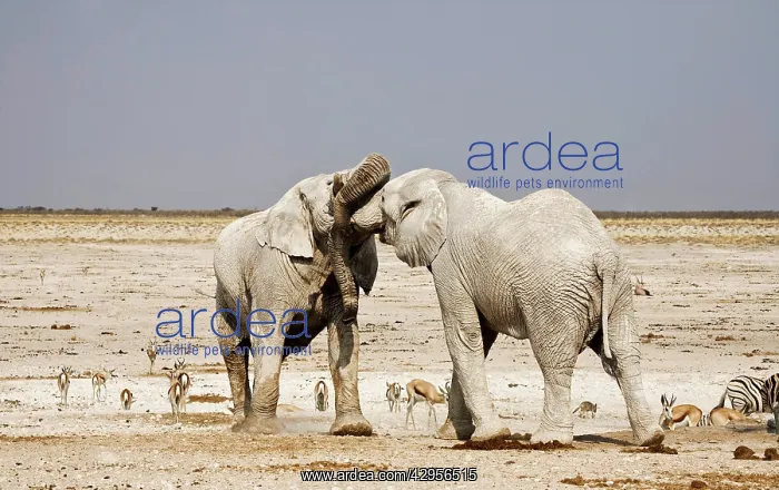 : African Elephants -adults trunk-wrestling : African Elephants -adults trunk-wrestling
