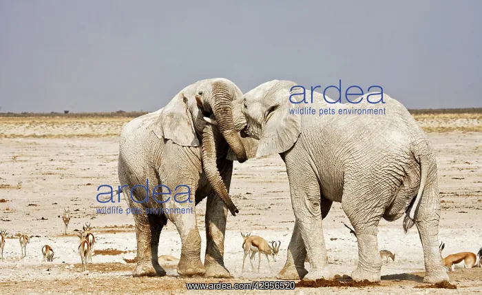 : African Elephants - adults trunk-wrestling : African Elephants - adults trunk-wrestling