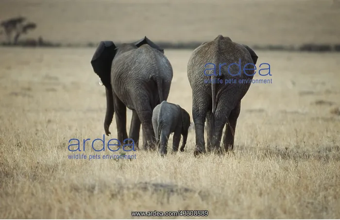 : African ELEPHANTS - two adults and one young