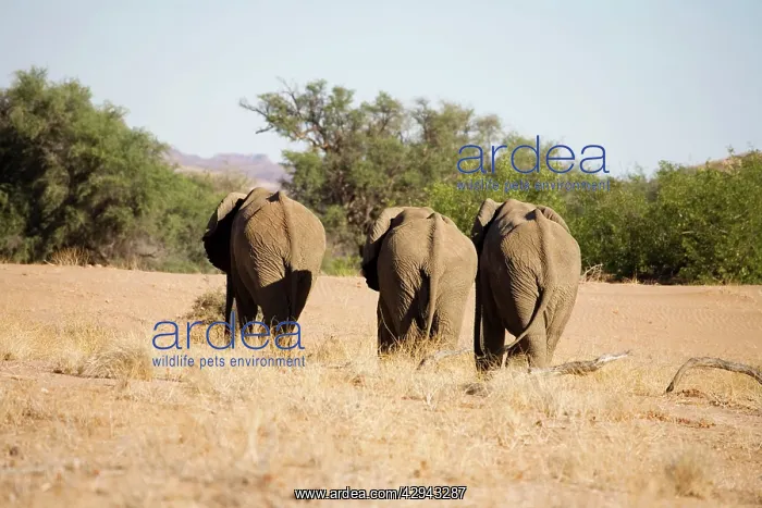  : African Elephants - Bachelor group on the move