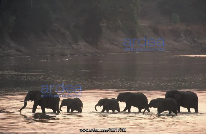 : AFRICAN ELEPHANTS - Breeding herd crossing the Luangwa River : AFRICAN ELEPHANTS - Breeding herd crossing the Luangwa River