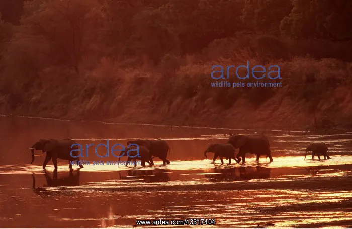 : AFRICAN ELEPHANTS - breeding herd crossing the Luangwa River : AFRICAN ELEPHANTS - breeding herd crossing the Luangwa River