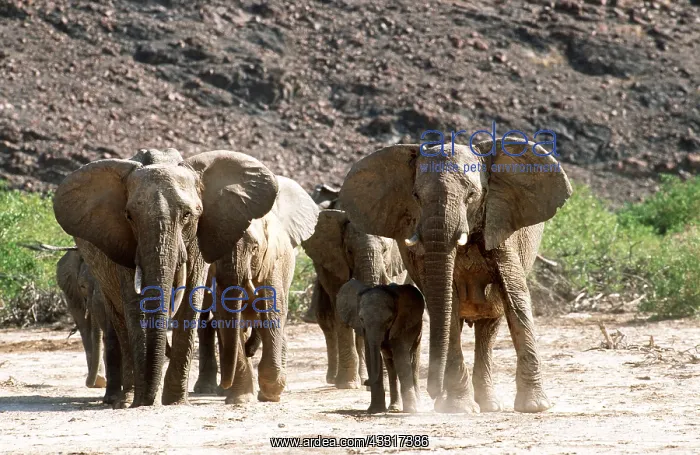 : AFRICAN ELEPHANTS - breeding herd of Desert Elephants : AFRICAN ELEPHANTS - breeding herd of Desert Elephants