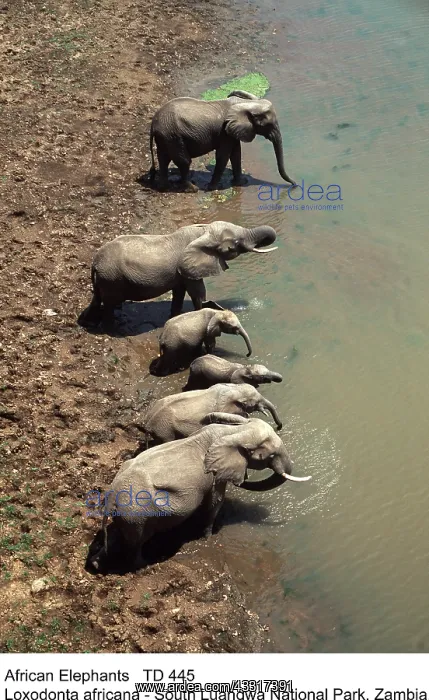 : AFRICAN ELEPHANTS - Breeding herd drinking : AFRICAN ELEPHANTS - Breeding herd drinking