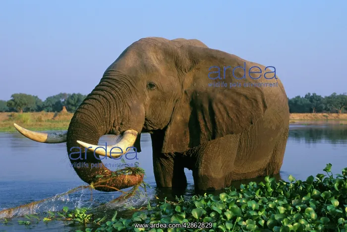 : African ELEPHANTS - Bull, feeding in river : African ELEPHANTS - Bull, feeding in river