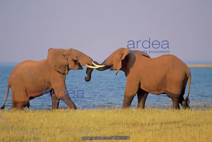 : Two African Elephants - Bulls spar (mostly play : Two African Elephants - Bulls spar (mostly play