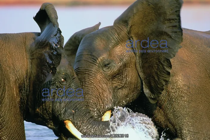 : African ELEPHANTS - two bulls sparring in lake : African ELEPHANTS - two bulls sparring in lake