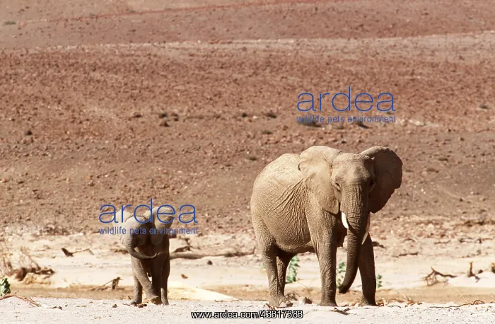 : AFRICAN ELEPHANTS - cow / female & calf, so-called : AFRICAN ELEPHANTS - cow / female & calf, so-called