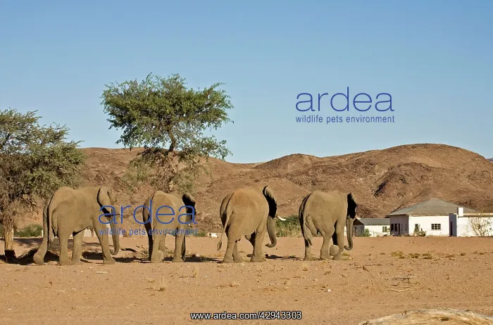 : African Elephants - Desert adapted bulls approaching : African Elephants - Desert adapted bulls approaching