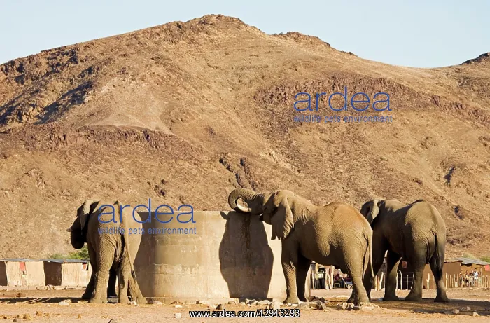 : African Elephants - Desert elephants drinking from : African Elephants - Desert elephants drinking from