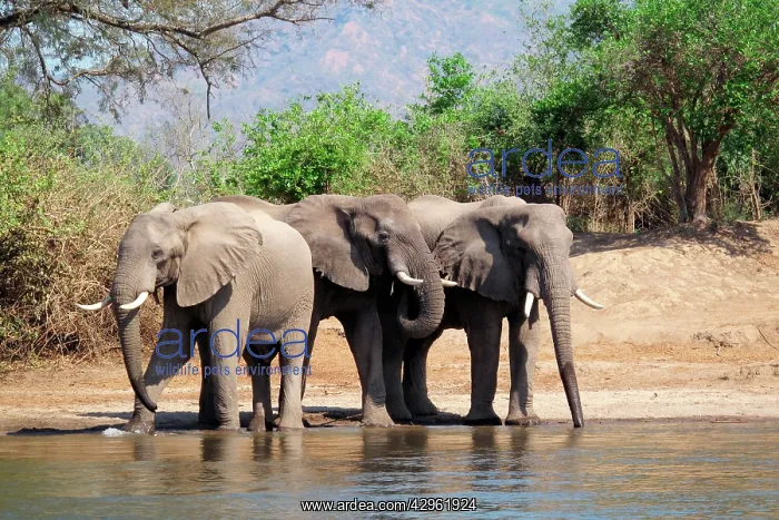 : African Elephants - drinking : African Elephants - drinking