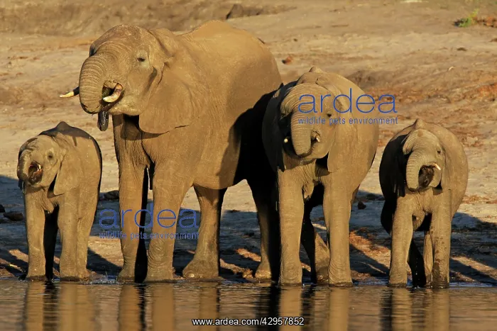 : African elephants drinking at Chobe river : African elephants drinking at Chobe river