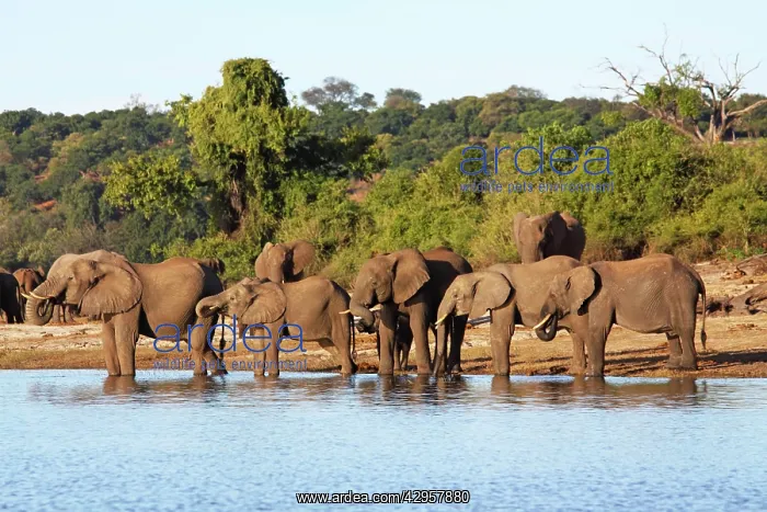 : African elephants drinking at Chobe river : African elephants drinking at Chobe river