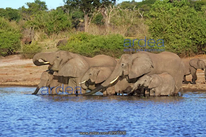 : African elephants drinking at Chobe river : African elephants drinking at Chobe river
