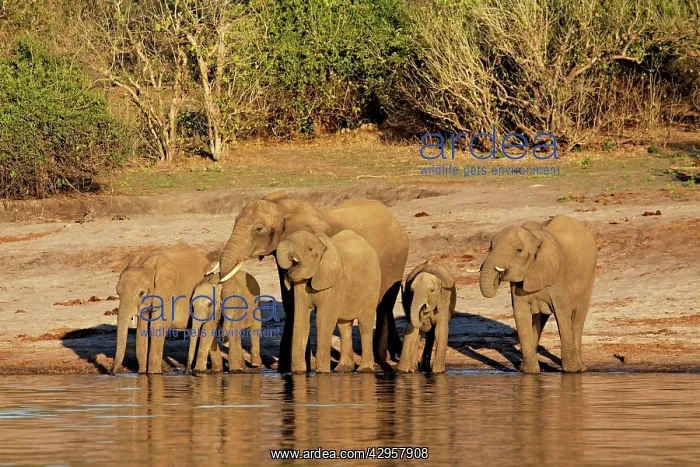 : African elephants drinking at Chobe river : African elephants drinking at Chobe river